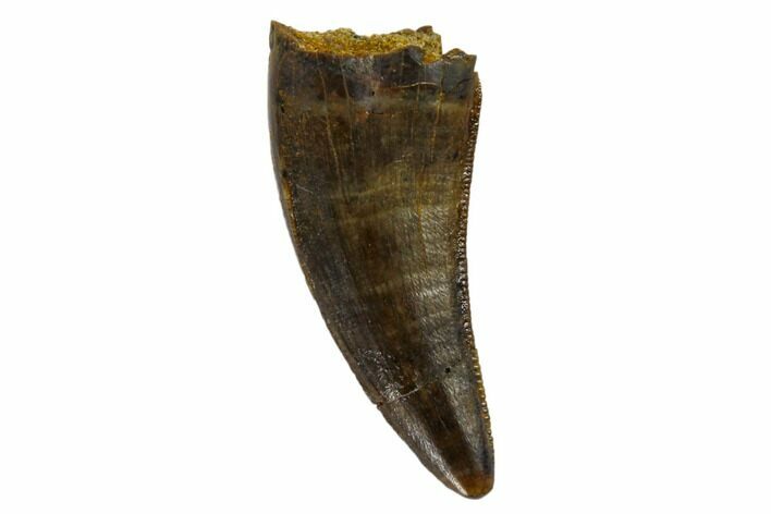 Serrated, Small Theropod (Raptor) Tooth - Montana #113621